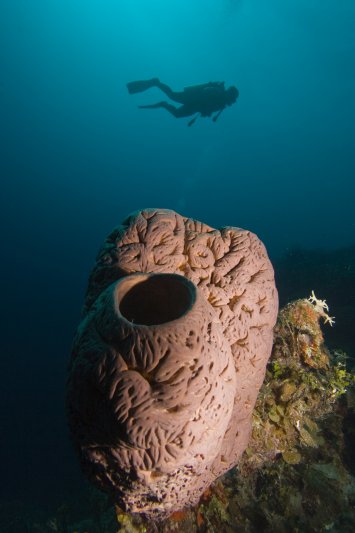 Roatan April 2023 