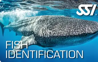 SSI Fish ID Class